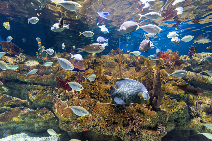 NC Aquarium Fort Fisher