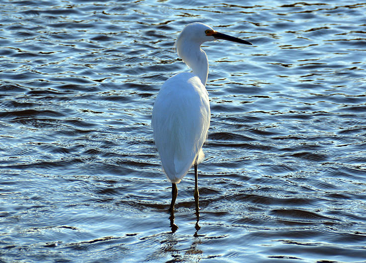 A crane fishes in Sunset Beach, NC