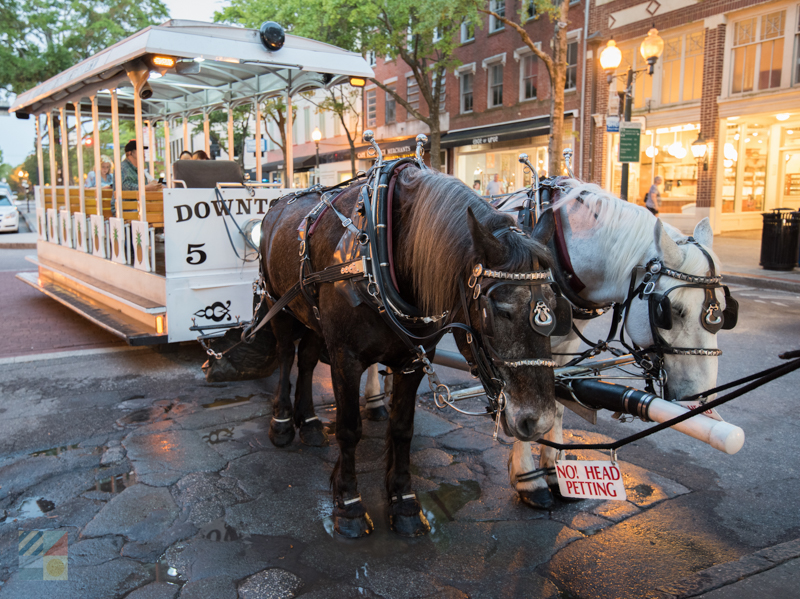 Downtown Wilmington horse drawn carriage tours