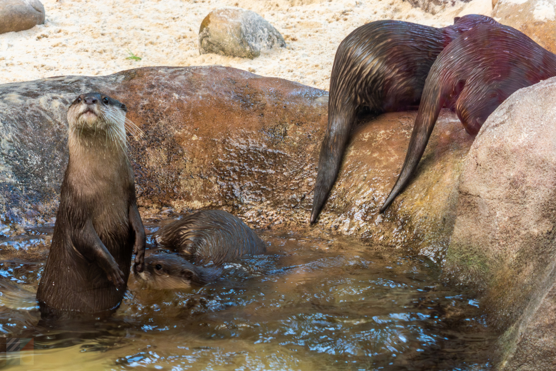 NC Aquarium Fort Fisher