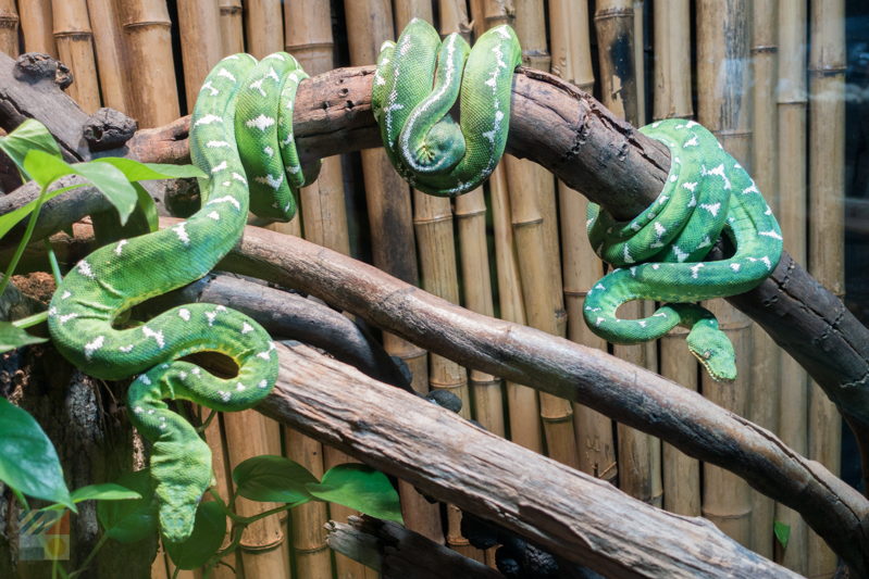 Cape Fear Serpentarium