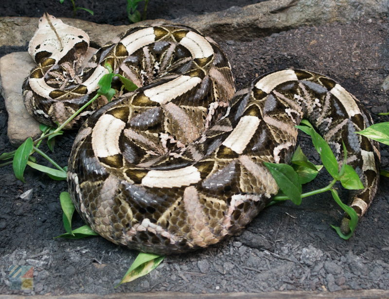 Cape Fear Serpentarium