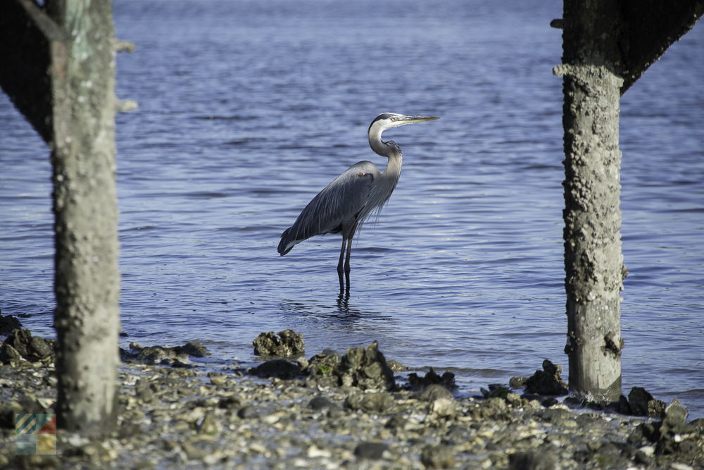 A crane on Holden Beach