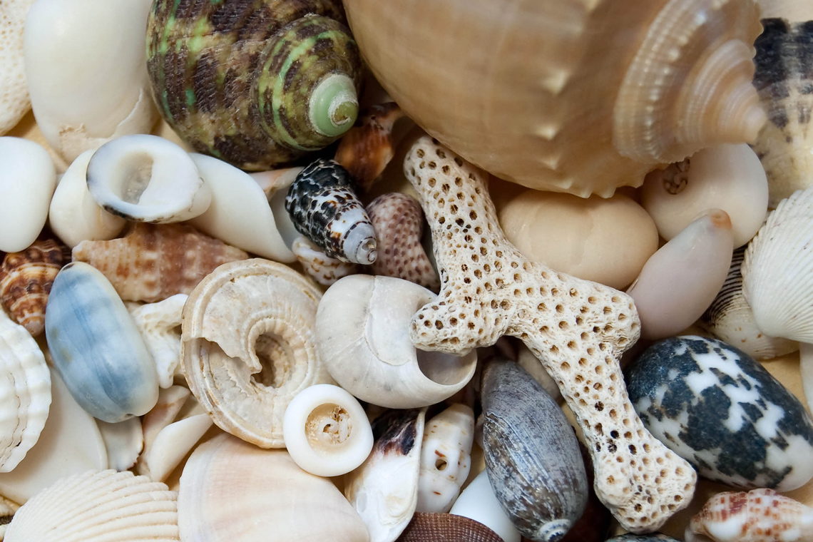 Cape Fear Shelling Guide - Capefear-NC.com