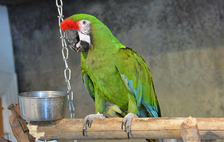 Exotic birds at the Cape Fear Serpentarium in Wilmington, NC