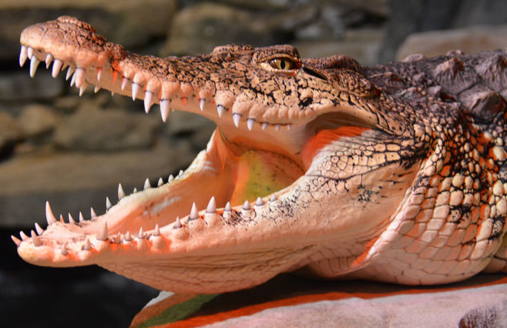 An alligator at the Cape Fear Serpentarium in Wilmington, NC