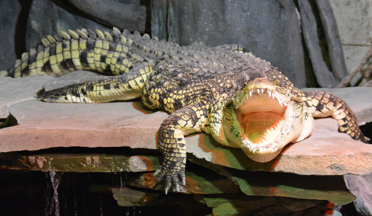An alligator at the Cape Fear Serpentarium in Wilmington, NC