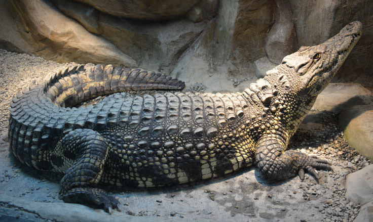 An alligator at the Cape Fear Serpentarium in Wilmington, NC