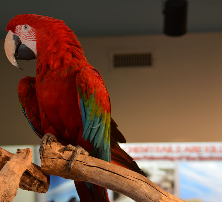 Exotic birds at the Cape Fear Serpentarium in Wilmington, NC