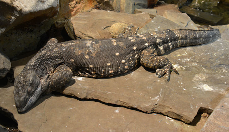 Reptiles at the Cape Fear Serpentarium in Wilmington, NC