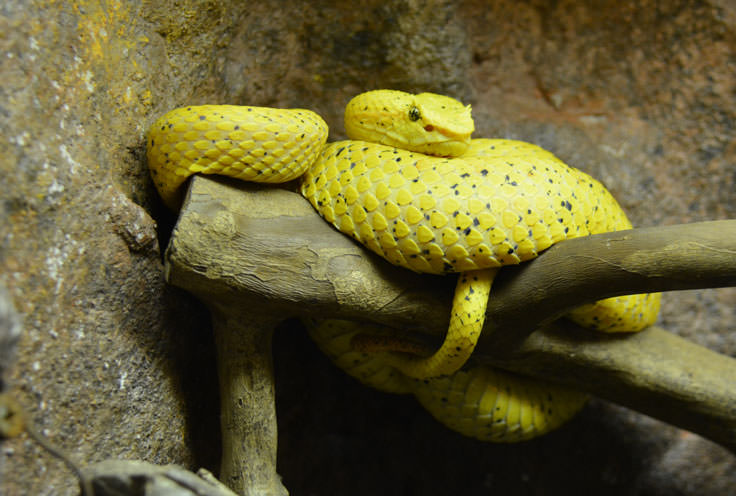 A snake at the Cape Fear Serpentarium in Wilmington, NC