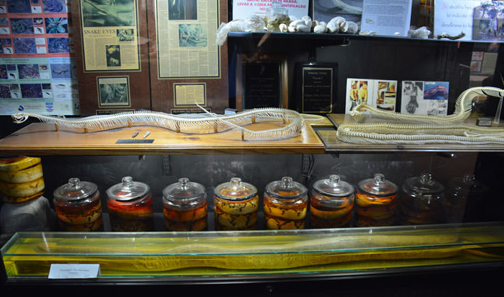 Reptile bones at the Cape Fear Serpentarium in Wilmington, NC
