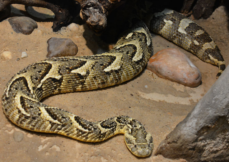 A snake at the Cape Fear Serpentarium in Wilmington, NC