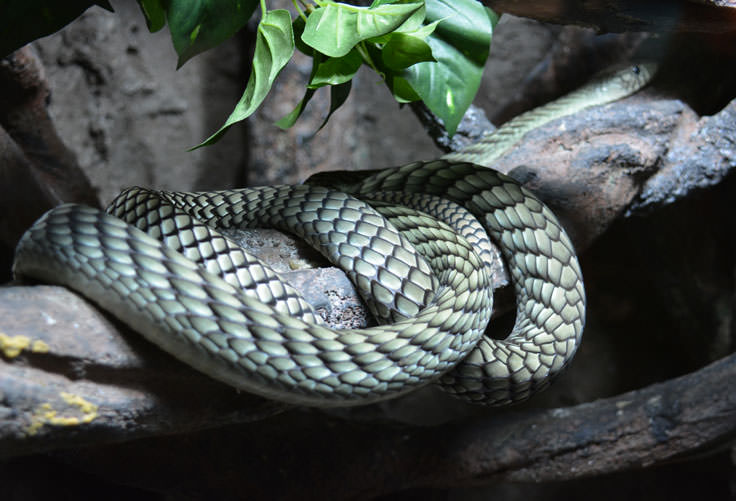 A snake at the Cape Fear Serpentarium in Wilmington, NC