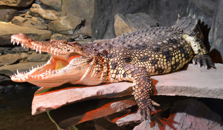 An alligator at the Cape Fear Serpentarium in Wilmington, NC