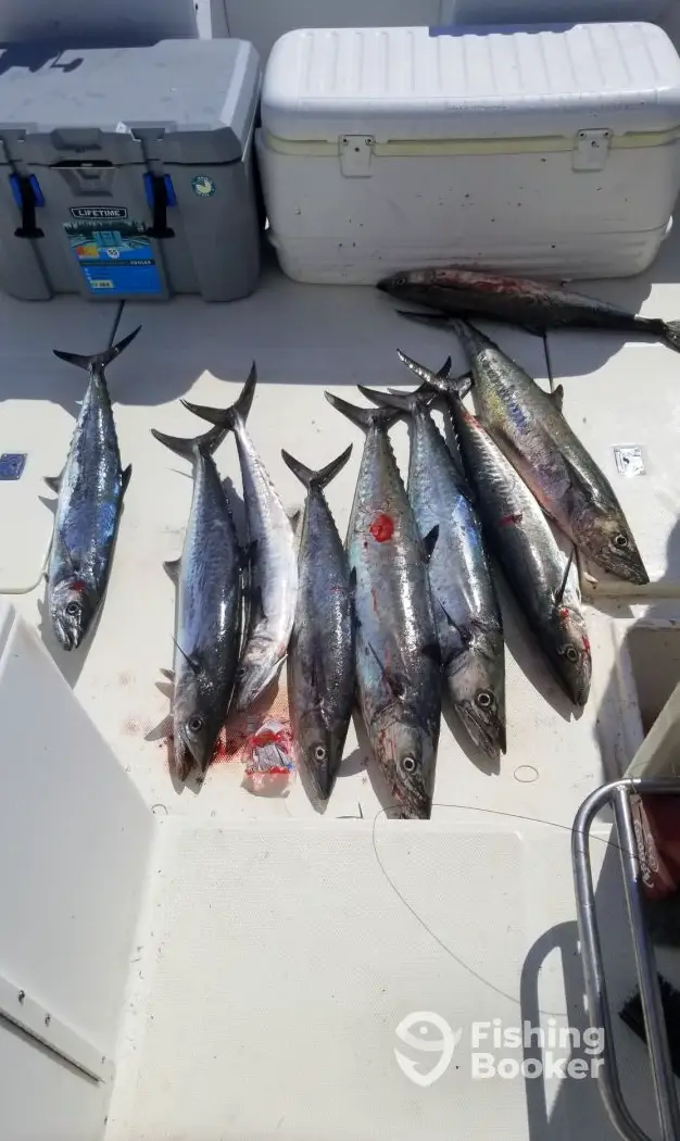 Fish Whistle Chartering charter image 6