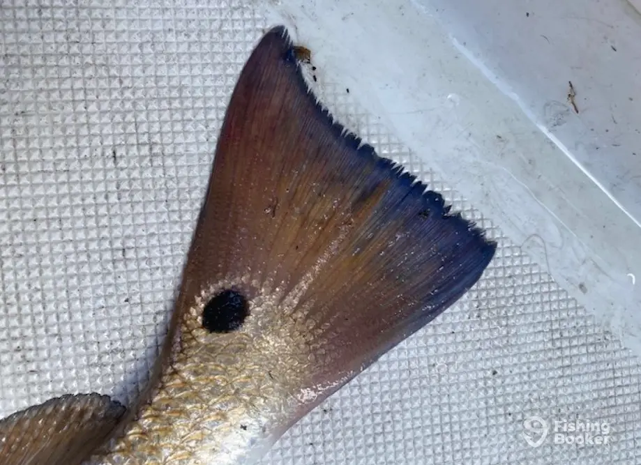 Reef Thief Fishing Charters charter image 6