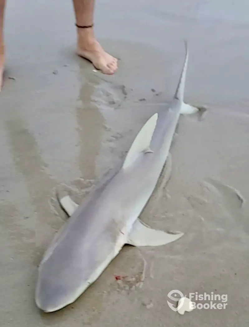 Wild Catch Fishing
