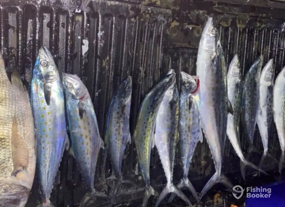 Sea Legs Charters and Marine